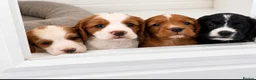 Cocker Spaniel dogs for sale: 1 black boy left  - Advert 11