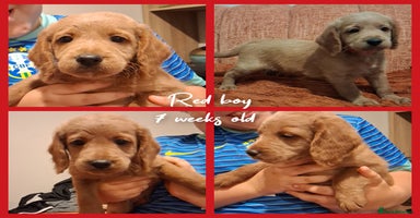 Labradoodle dogs - Advert 15
