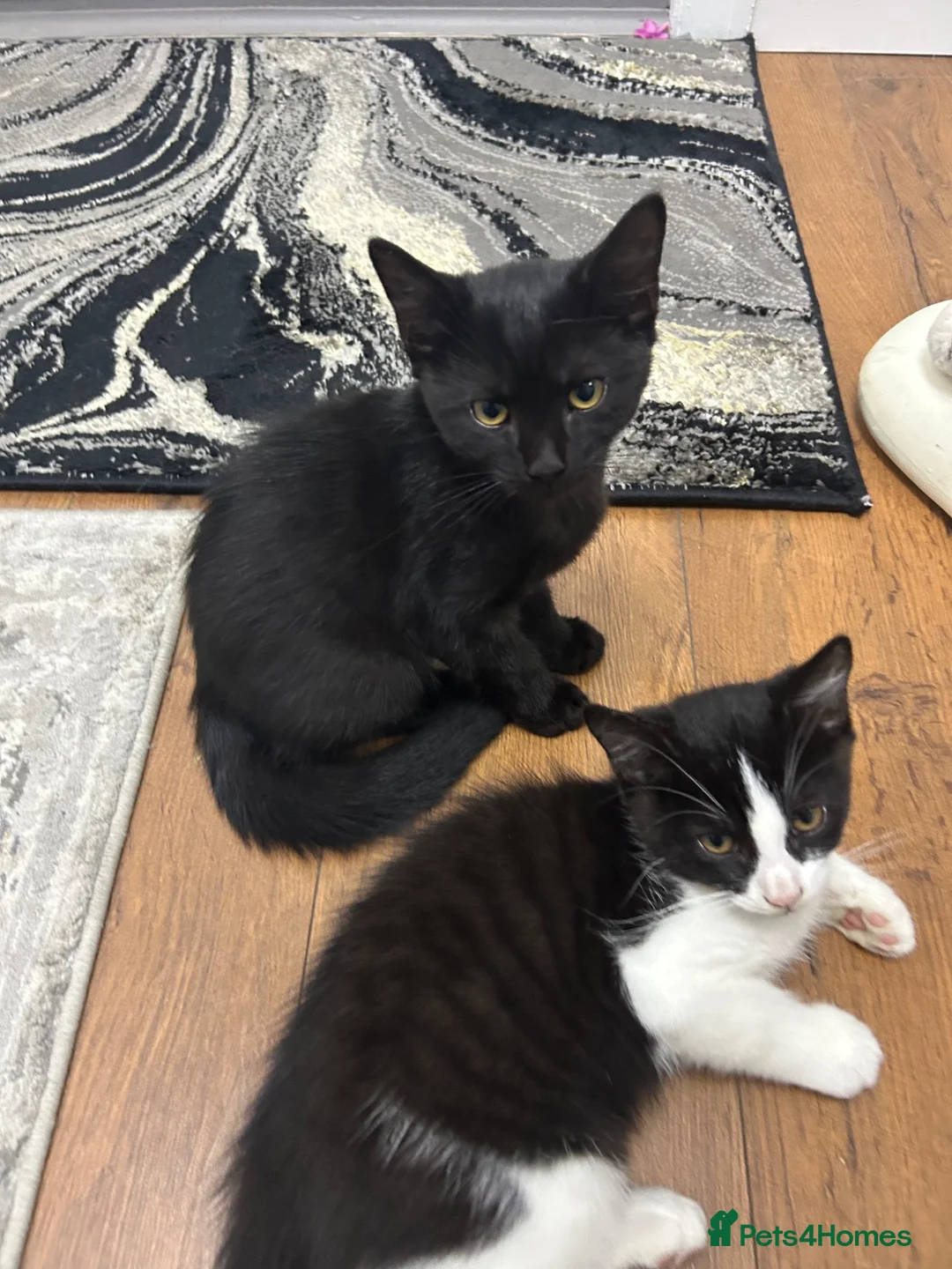 Mixed Breed cats for sale: Black & White Female & Black Male Kittens – Loving - Advert 2