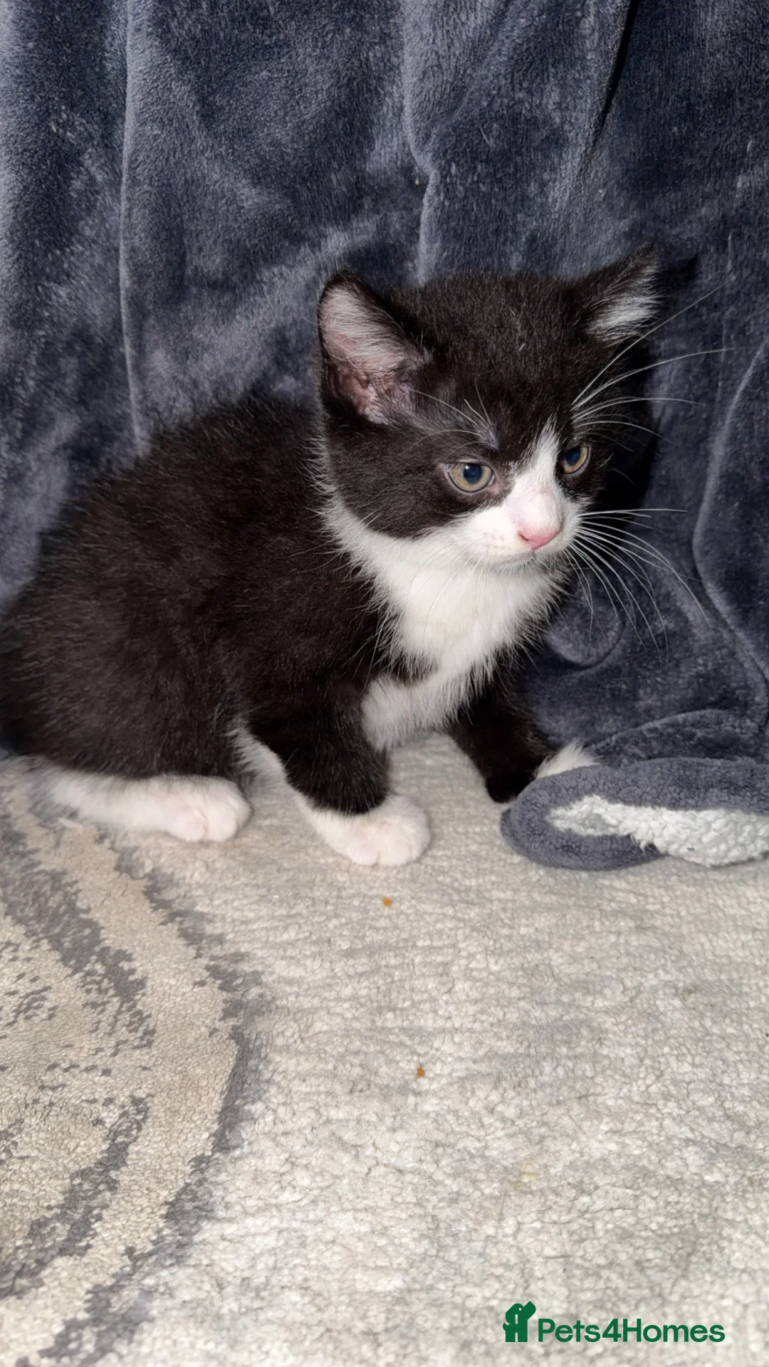 Mixed Breed cats for sale: Persian blue Russian & Tabby - Advert 40