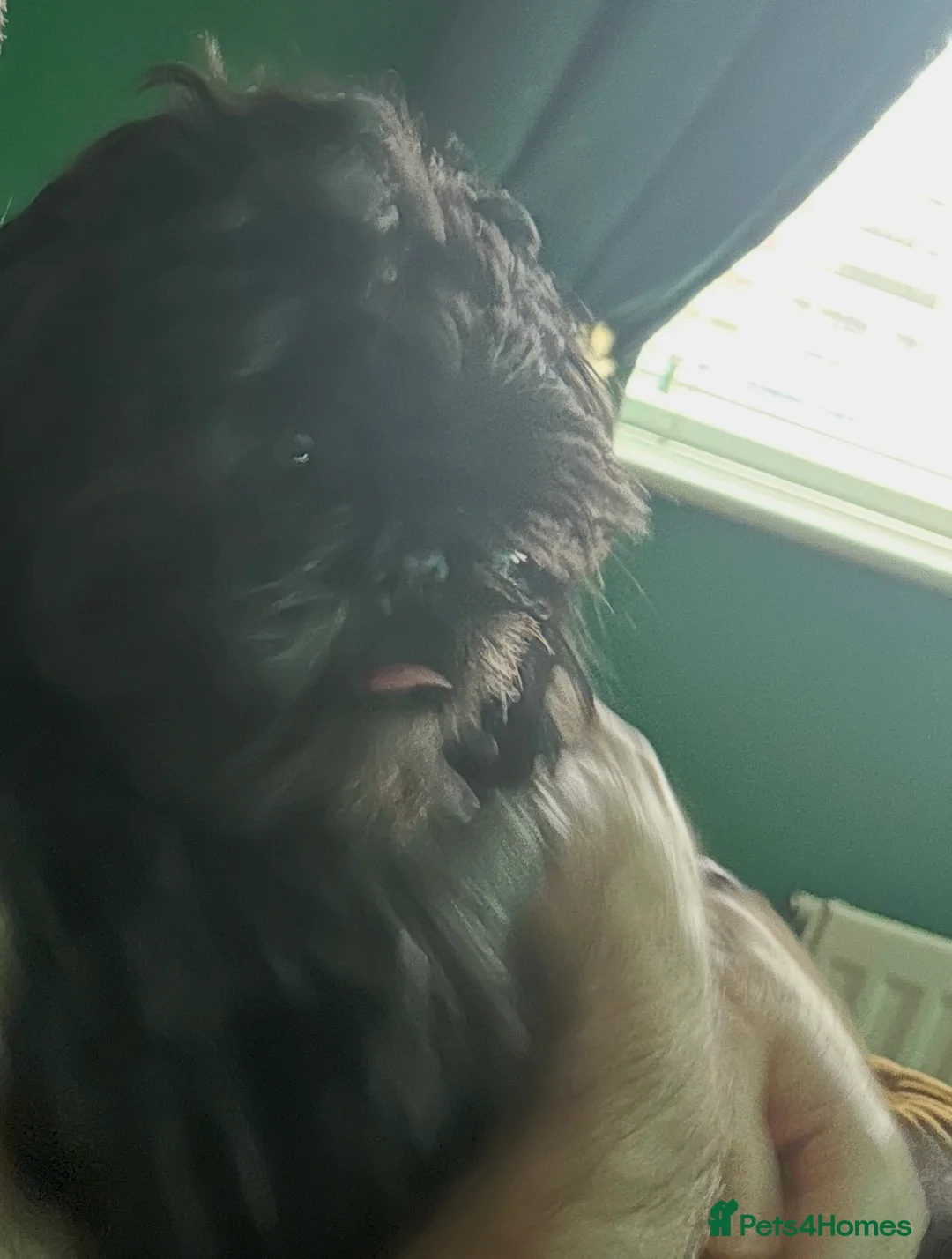 Shih Tzu dogs for sale: Beautiful little girl 14 month old Shih Tzu - Advert 4