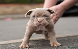 American Bully dogs for sale: AMERICAN BULLYS POCKET x MICRO  - Image 16