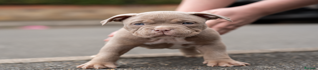 American Bully Puppy 4