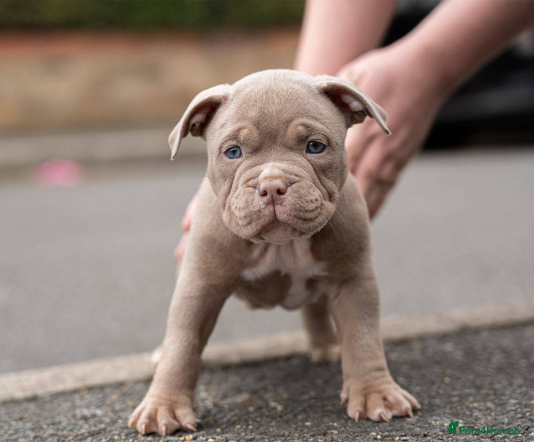 American Bully dogs for sale: AMERICAN BULLYS POCKET x MICRO  - Image 16
