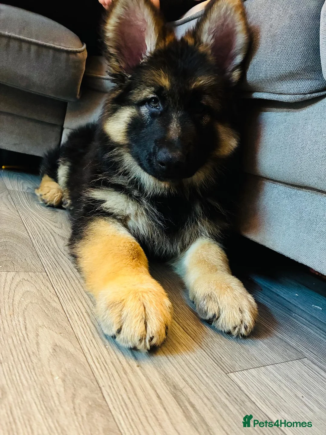 German Shepherd dogs for sale: German Shepard 9 month old puppy  - Advert 8