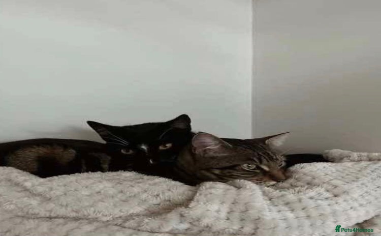 Domestic Shorthair cats 2x FEMALE 3YO CATS FOR REHOMING - URGENT - Advert 1