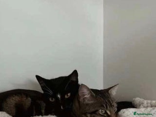 Domestic Shorthair cats 2x FEMALE 3YO CATS FOR REHOMING - URGENT - Advert 1