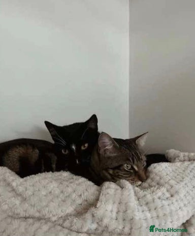 Domestic Shorthair cats 2x FEMALE 3YO CATS FOR REHOMING - URGENT - Advert 1