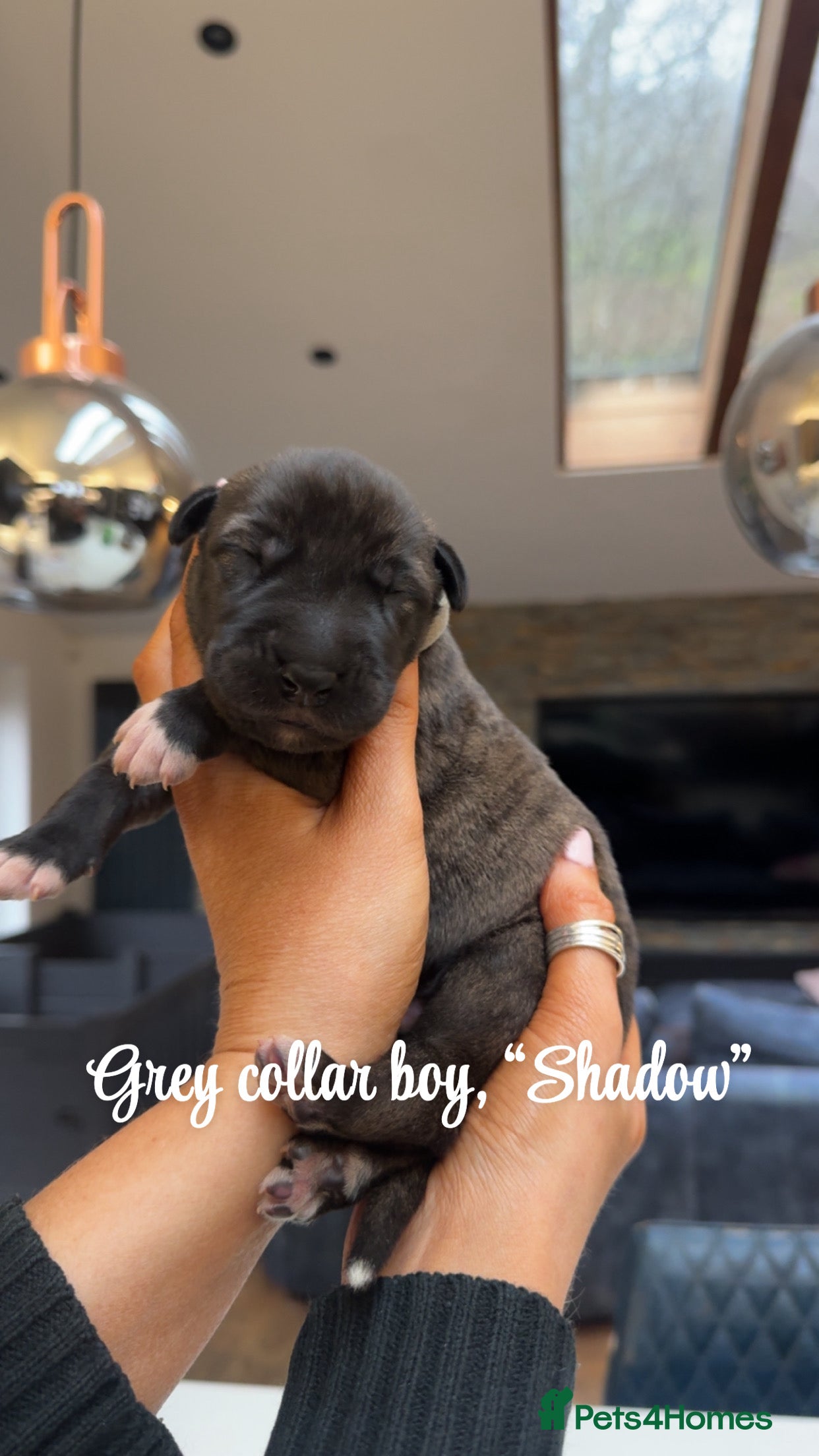 Irish Wolfhound dogs Outstanding Irish Wolfhound KC Reg Puppies  - Advert 1