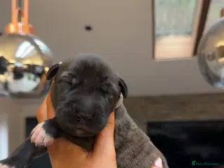 Irish Wolfhound dogs Outstanding Irish Wolfhound KC Reg Puppies - Advert 1