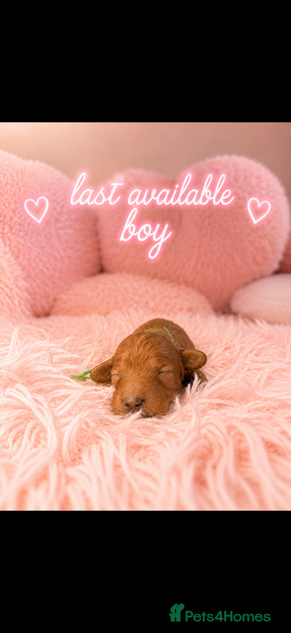 Miniature Poodle dogs 🧸last two KC registered  miniature poodle🧸 - Advert 2