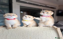 Scottish Fold cats for sale: Beautiful TICA-Reg Scottish Fold Girls - Image 4