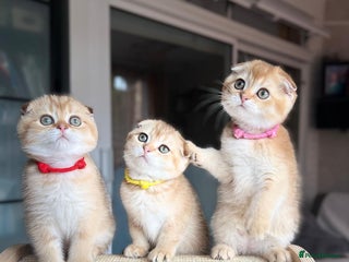 Scottish Fold cats - Advert 25