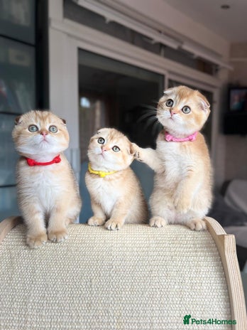 Scottish Fold cats - Advert 16
