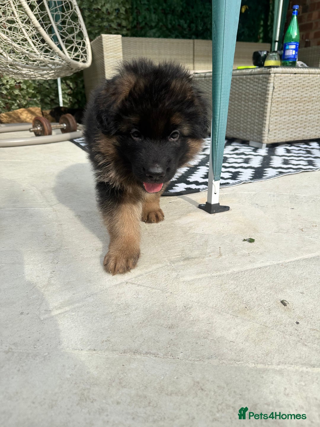German Shepherd dogs for sale: KC show line German Shepherd puppies - Image 23