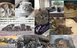 British Shorthair cats for stud: British Shorthair Fluffy Stud  in Colchester - Image 8