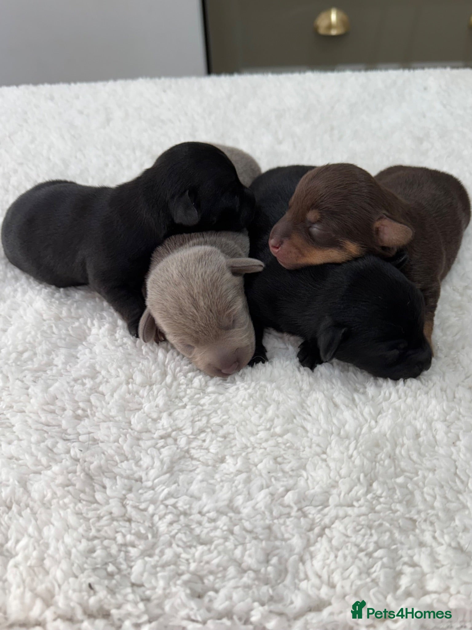 Chiweenie dogs 4 Gorgeous Chiweenies - 3 Girls 1 Boy  - Advert 7