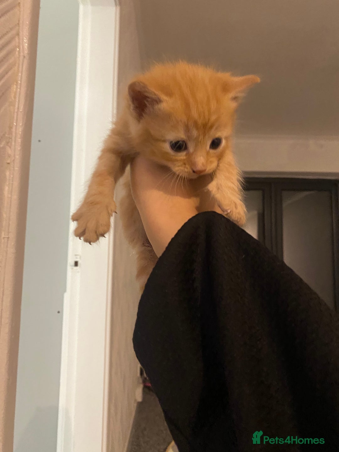 Mixed Breed cats for sale: Adorable kittens for sale - Image 3