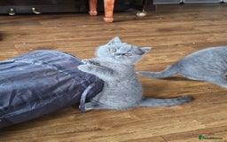 British Shorthair cats for sale: GCCF BSH Blue pedigree kittens for sale - Image 24