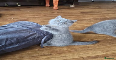 British Shorthair cats - Advert 1