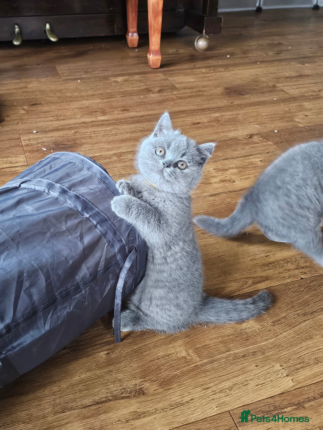 British Shorthair cats for sale: GCCF BSH Blue pedigree kittens for sale - Image 24