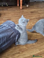 British Shorthair cats - Advert 3