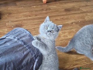 British Shorthair cats - Advert 2