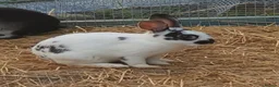 Mixed Breed rabbits for sale: Male Rex Rabbits - Advert 3
