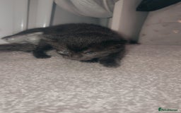 Mixed Breed cats for sale: 2 uniquely marked black kittens  - Image 7