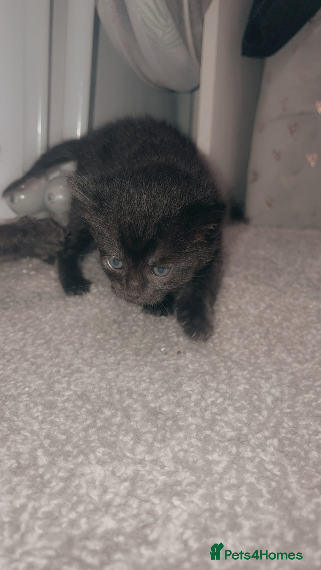 Mixed Breed cats for sale: 2 uniquely marked black kittens  - Image 7