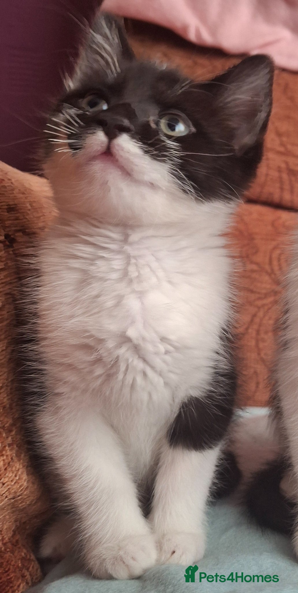 Domestic Shorthair cats Beautiful baby kitten, ready to leave - Advert 1