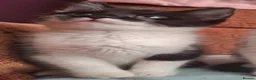 Domestic Shorthair cats for sale: Beautiful baby kitten, ready to leave - Advert 1