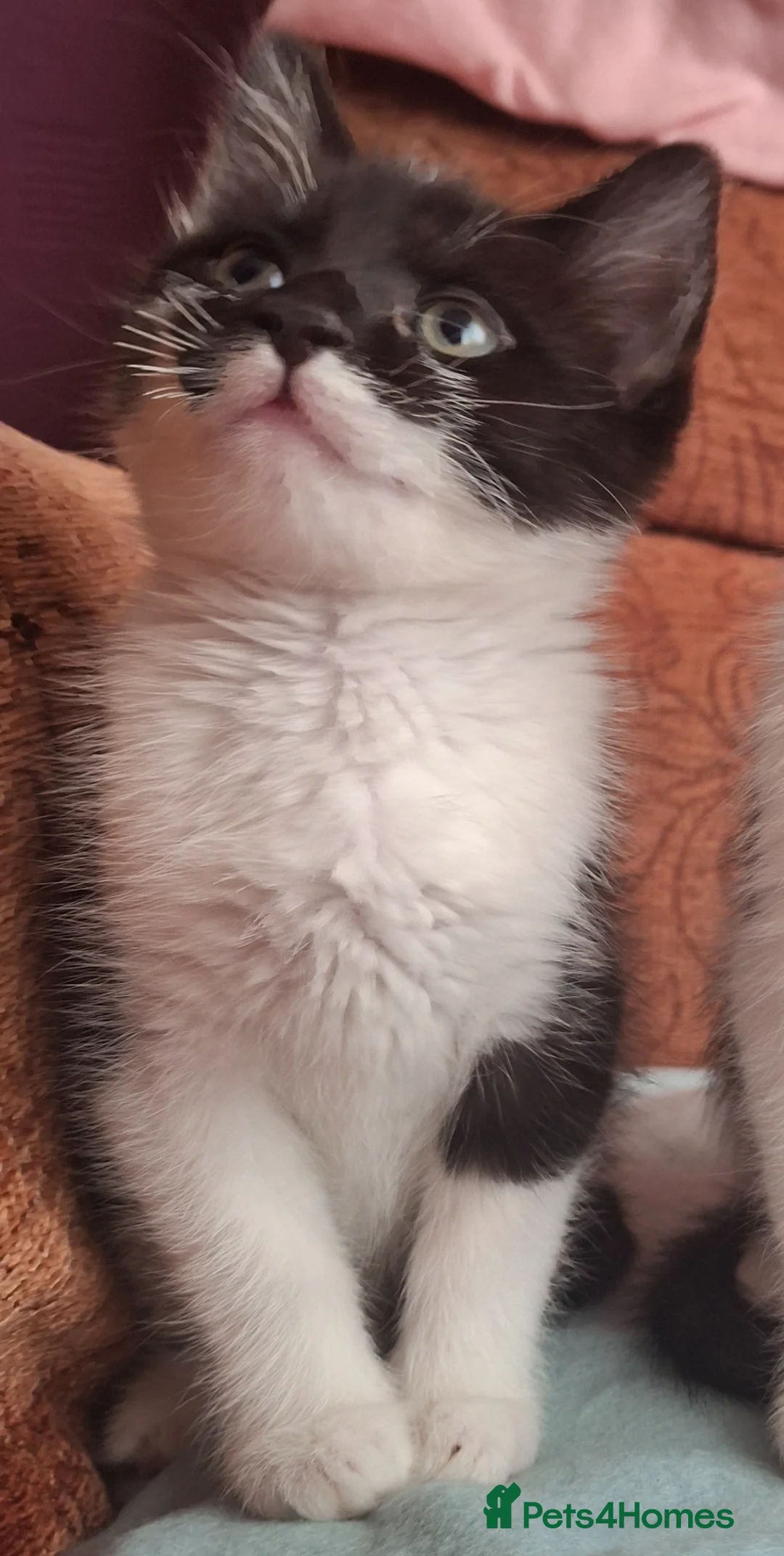Domestic Shorthair cats for sale: Beautiful baby kitten, ready to leave - Advert 1