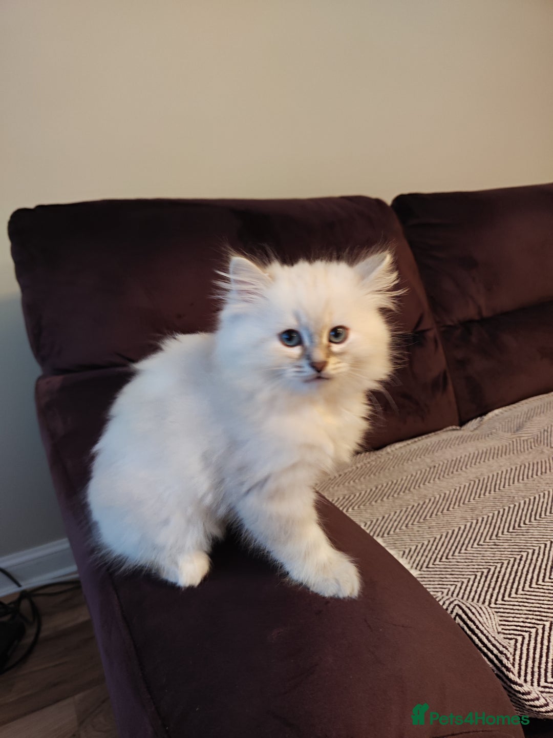 Siberian cats for sale: Siberian Neva Masquerade kittens - Image 14