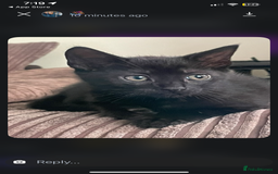 British Shorthair cats for sale: 2 kittens and their mum  - Image 1