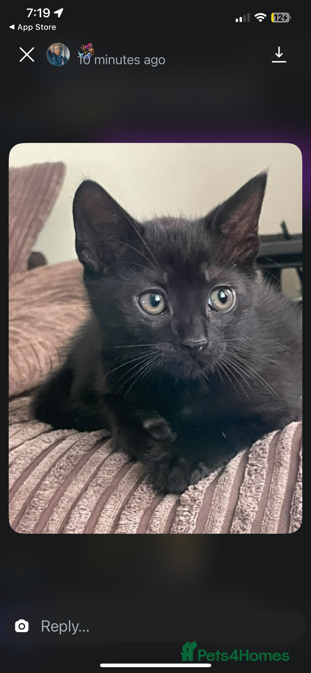 British Shorthair cats for sale: 2 kittens and their mum  - Image 1