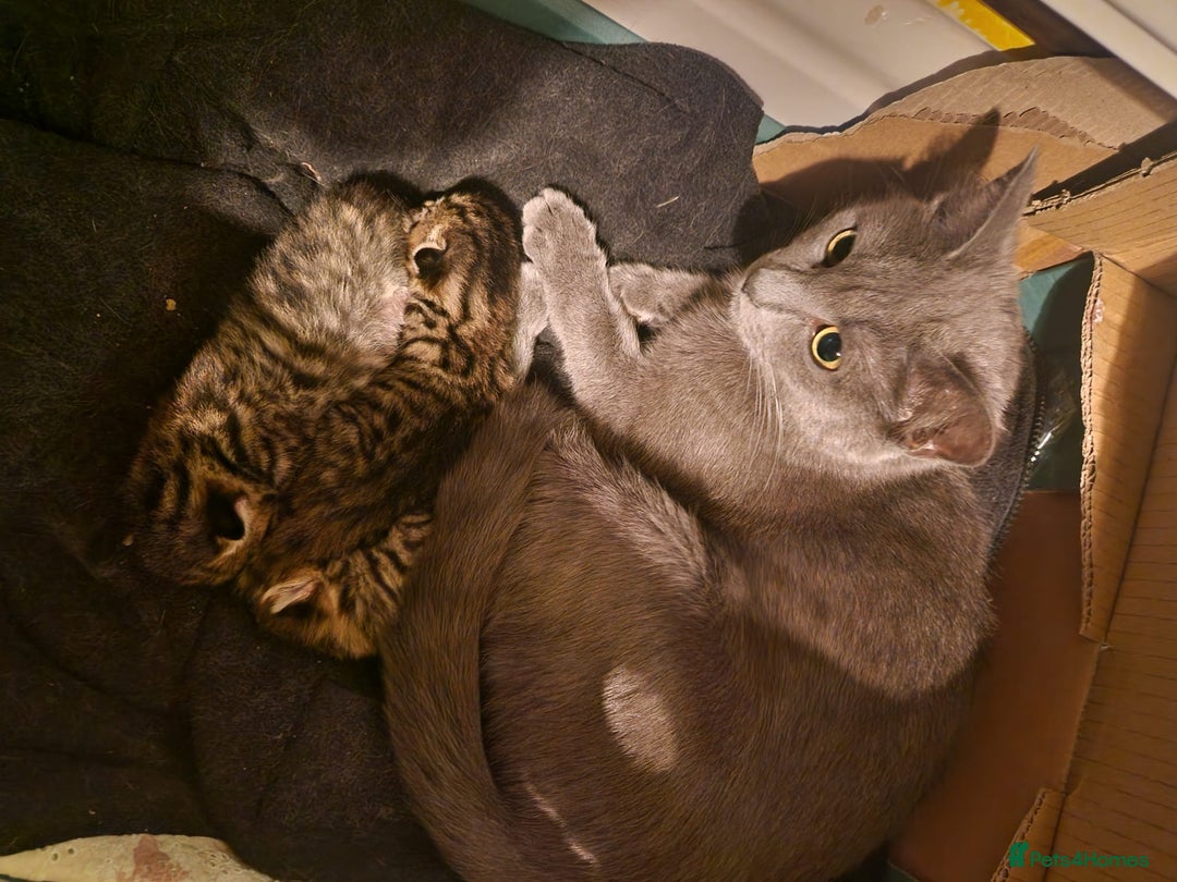 Mixed Breed cats for sale: Mixed breed Kitten (Russian Blue mum) - Image 8