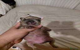 French Bulldog dogs for sale: Amazing litter of french bulldog puppies - Image 5