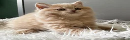 British Longhair cats for sale: **Only 2 Remaining! GCCF British LH/SH Kittens ** - Advert 14