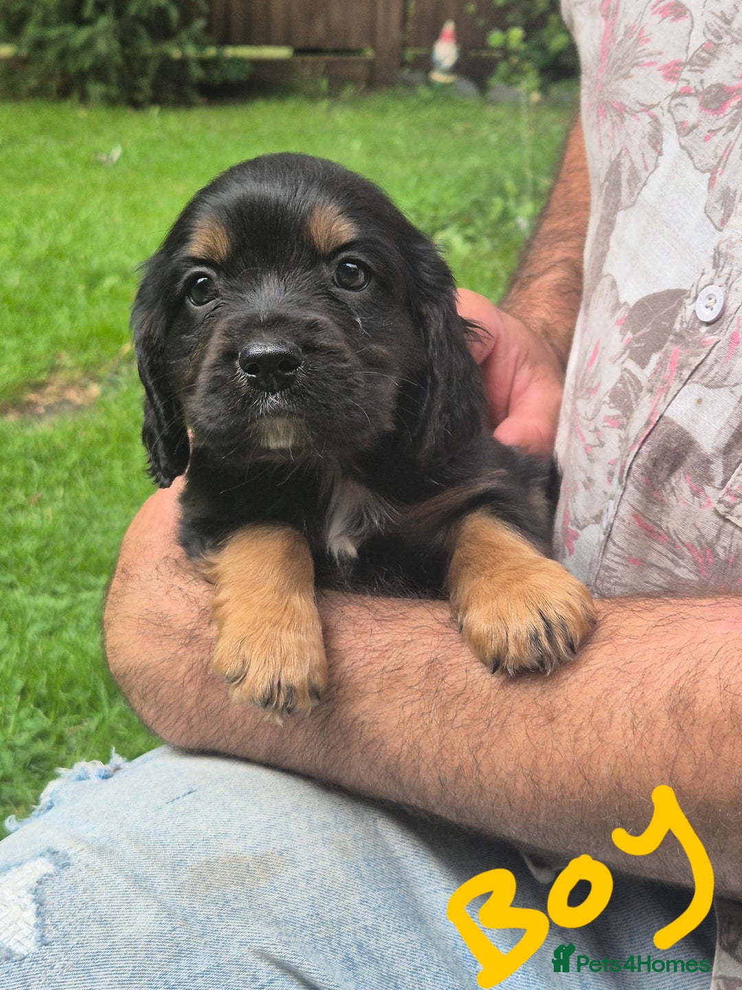 Mixed Breed dogs for sale: Cocker spaniel x cavalier king charles puppies - Image 4
