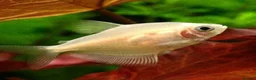 Tetras fish for sale: Black/white widow tetra  - Advert 2