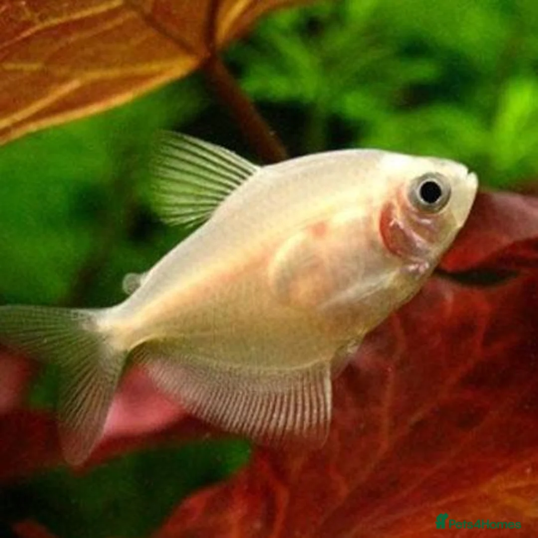 Tetras fish for sale: Black/white widow tetra  - Advert 2