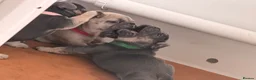 French Bulldog dogs for sale: French Bulldog Pups in Middlesbrough - Advert 7