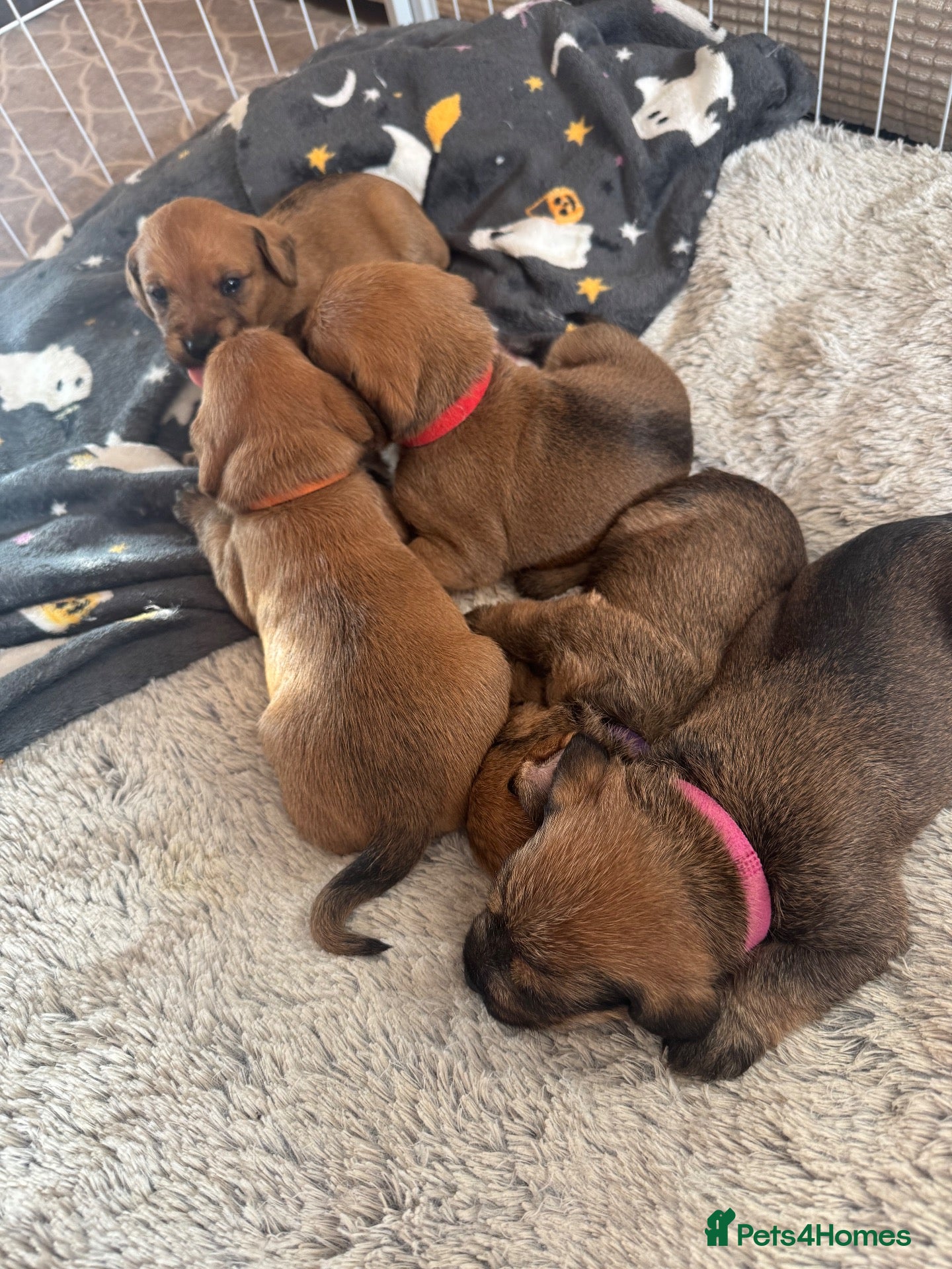 Mixed Breed dogs for sale: Gorgeous female puppies - Advert 2