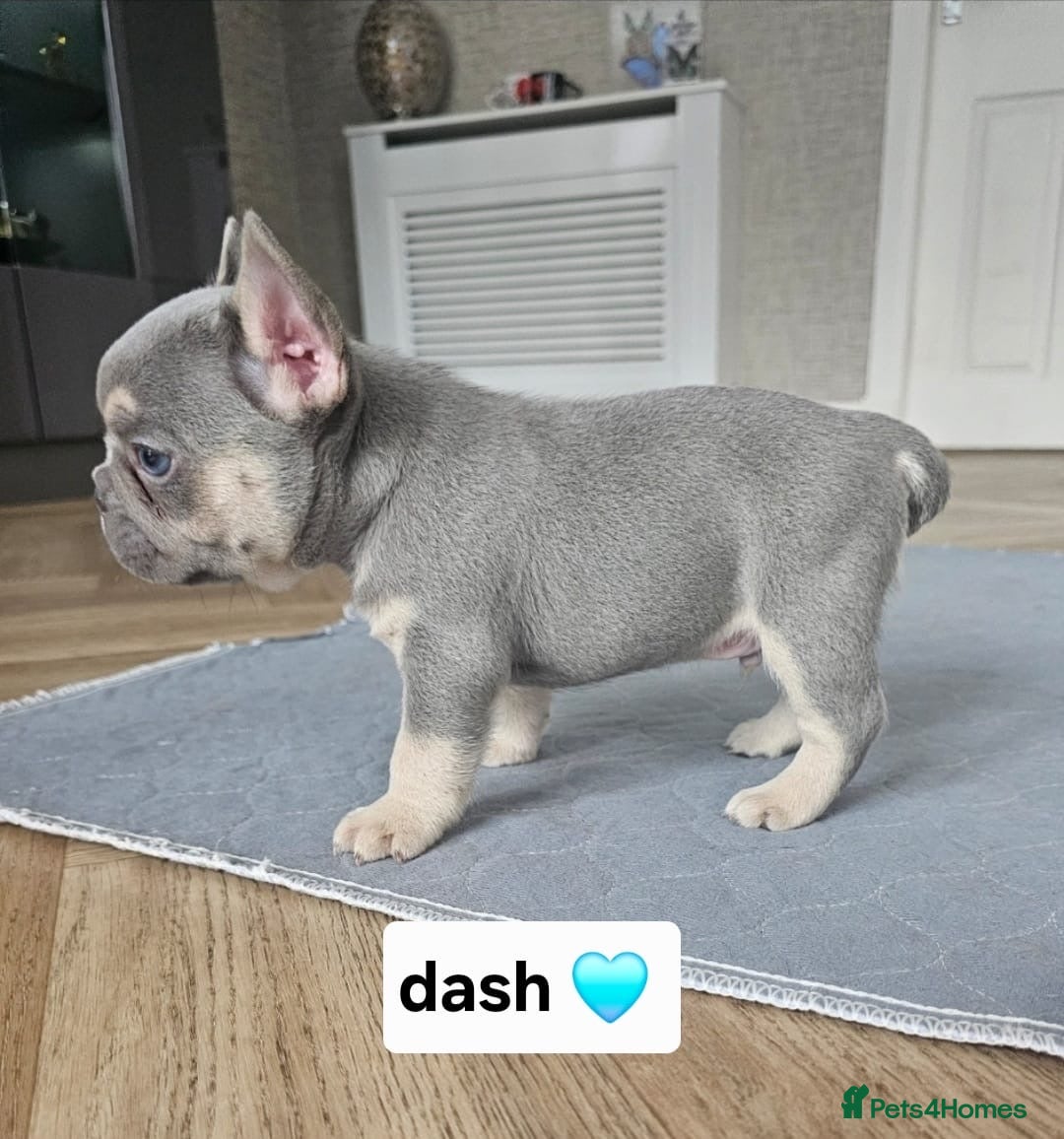 French Bulldog dogs for sale: French bulldog pups - Image 5