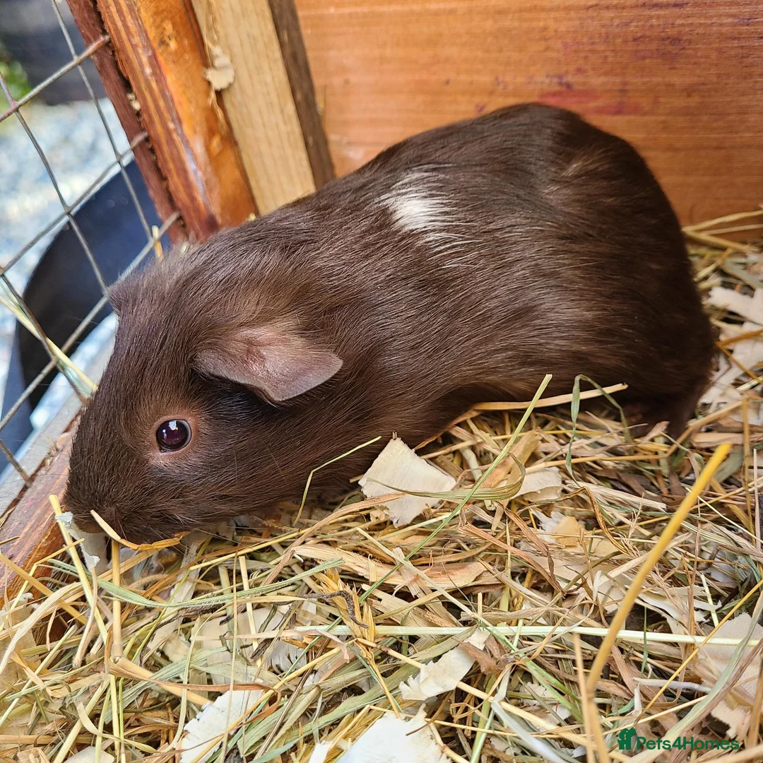 Guinea Pig rodents for sale: Guine Pigs (Male) - Advert 4