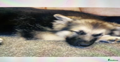 German Shepherd dogs - Advert 3