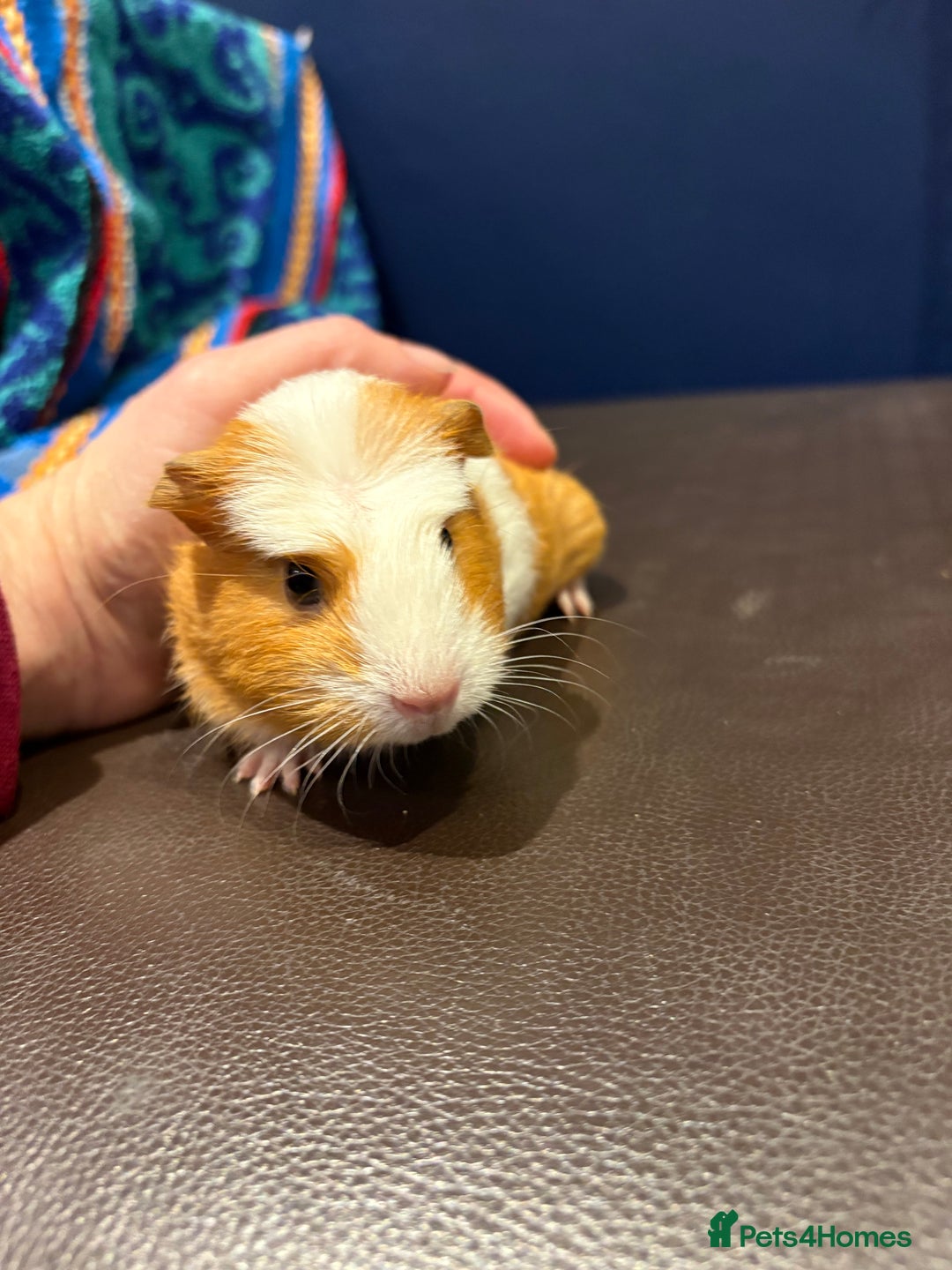 Guinea Pig rodents for sale: Baby Guineas  - Advert 5