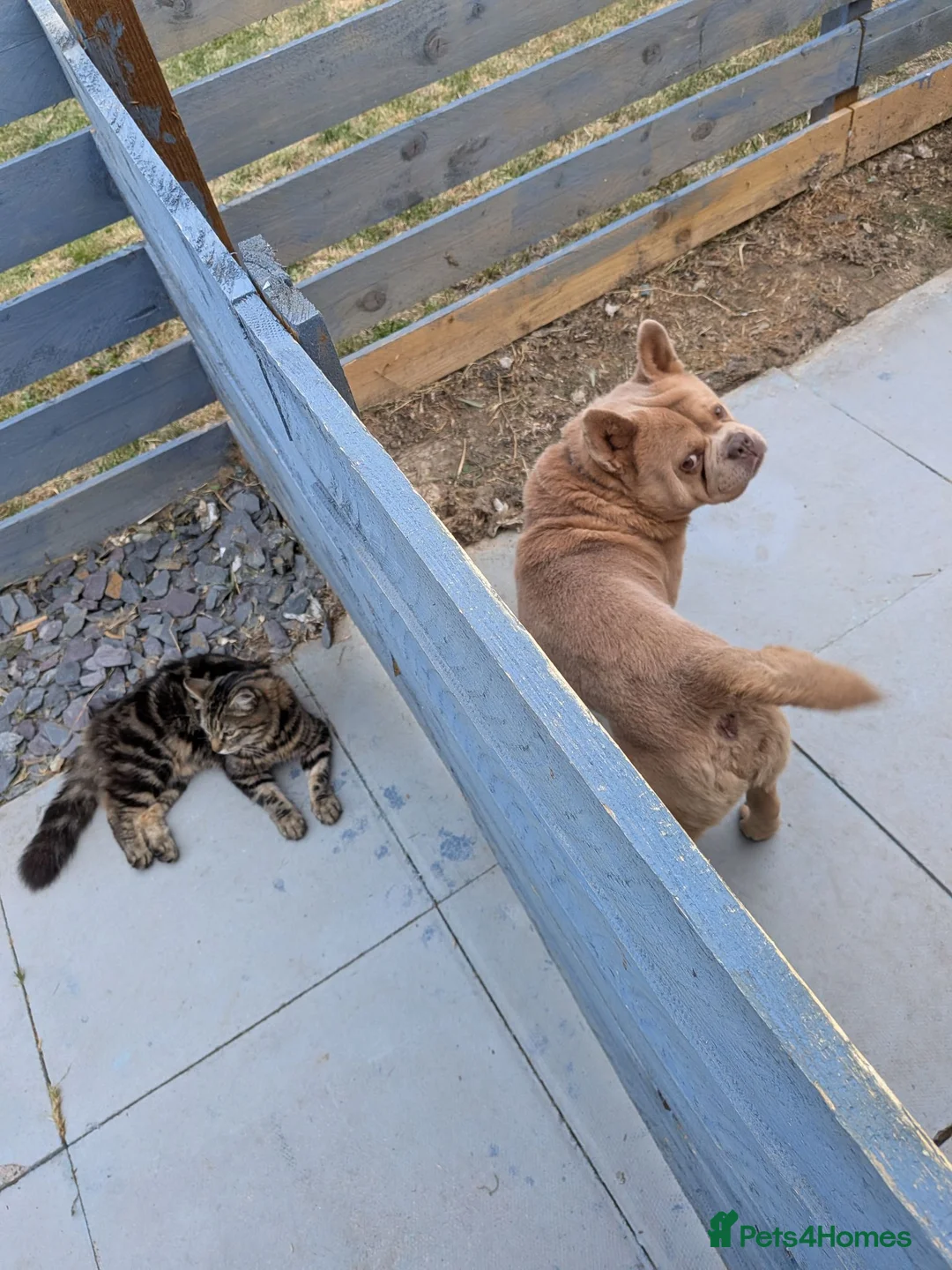 Mixed Breed dogs for sale: Pabby - Advert 2