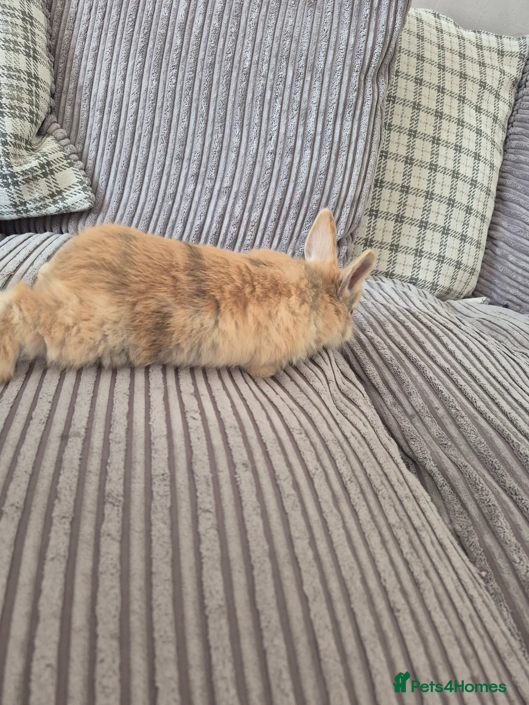 Mixed Breed rabbits for sale: Baby rabbits for sale  - Advert 2